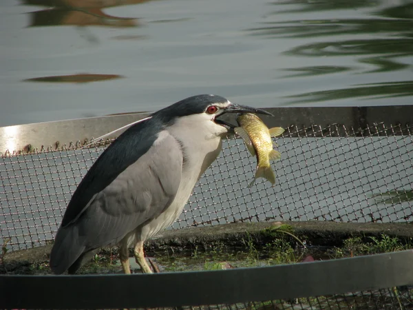 Night heron eat fish — Stock Photo, Image