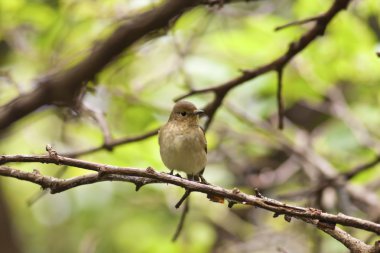 kadın daurian kızılkuyruk, phoenicurus auroreus