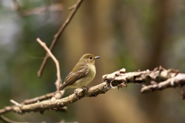 kadın daurian kızılkuyruk, phoenicurus auroreus