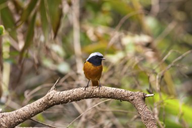 daurian kızılkuyruk, phoenicurus auroreus