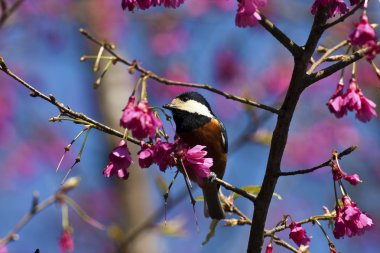çeşitli baştankara, parus varius