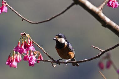 çeşitli baştankara, parus varius