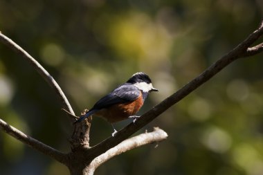 çeşitli baştankara, parus varius