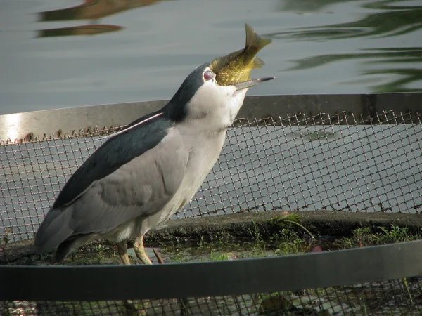 Night heron eat fish — Stock Photo, Image