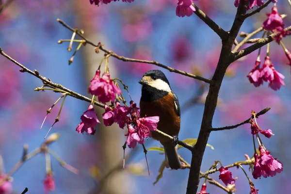 Varied Tit, Parus varius — Foto de Stock