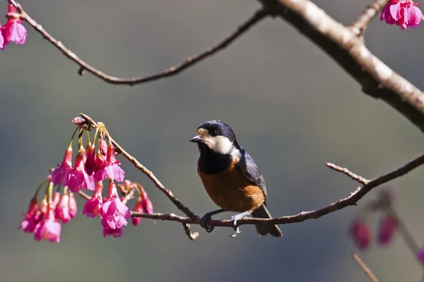 Varierad tit, parus varius — Stockfoto