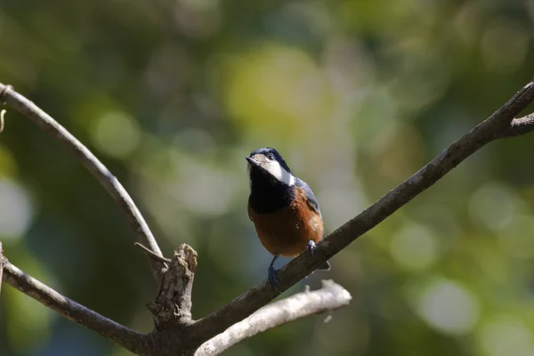 Gevarieerde Mees, parus varius — Stockfoto