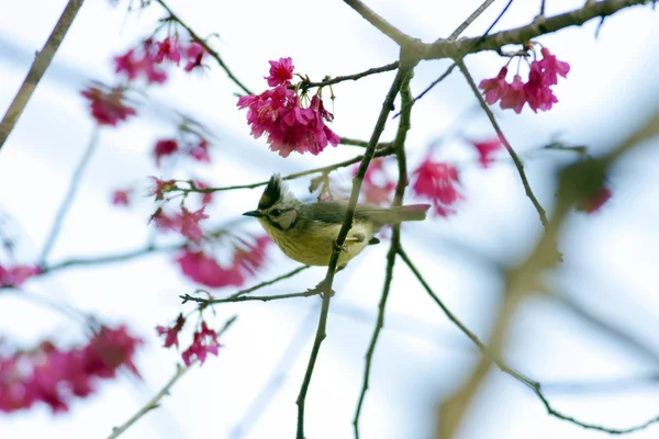 Tajvan Yuhina, Yuhina brunneiceps — Stock Fotó