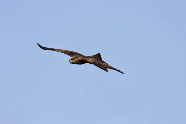 Cerf-volant noir, Milvus migrans — Photo