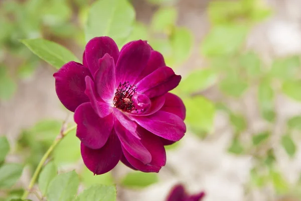 Цветная роза — стоковое фото
