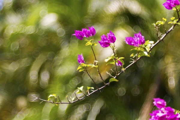 Flor colorida — Fotografia de Stock