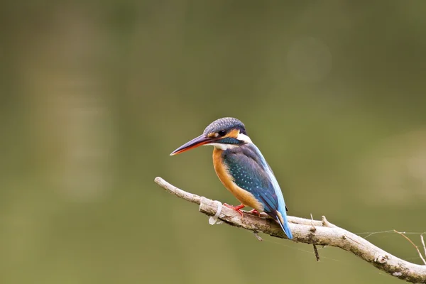 Ringfisher comum, Alcedo at this — Fotografia de Stock