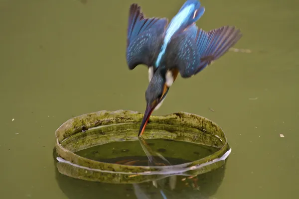 Ringfisher comum, Alcedo at this — Fotografia de Stock