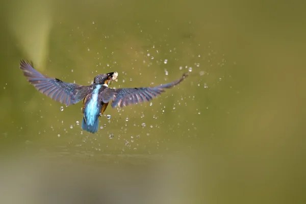 Ringfisher comum, Alcedo at this — Fotografia de Stock