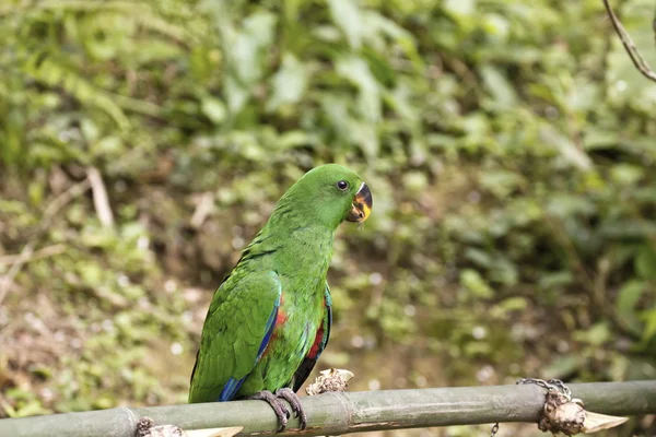 Papagáj, a papagájalakúak — Stock Fotó