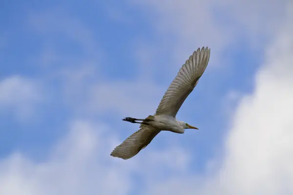 Ara ak balıkçıl, egretta intermedia — Stok fotoğraf