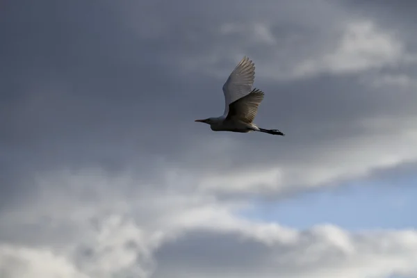 Ara ak balıkçıl, egretta intermedia — Stok fotoğraf