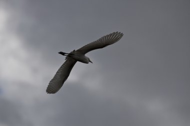 ara ak balıkçıl, egretta intermedia