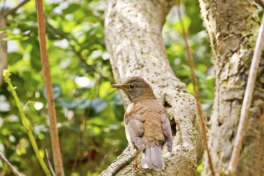 soluk pamukçuk, turdus pallidus