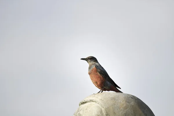 Samec modrý Skalník, monticola tectospinalis — Stock fotografie