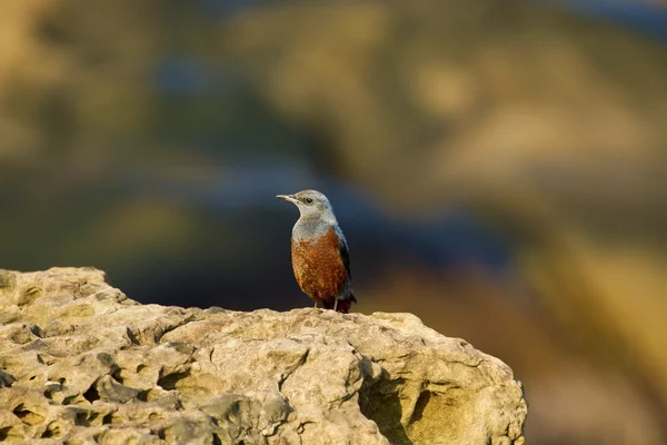 Blue Rock-Thrush masculino, Monticola solitarius — Fotografia de Stock