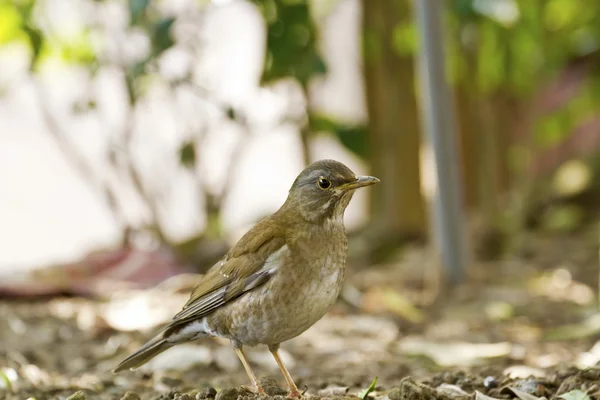 Pale Thrush, Turdus pallidus — стоковое фото