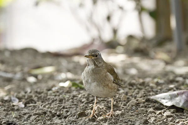 Bleke thrush, turdus pallidus — Stockfoto