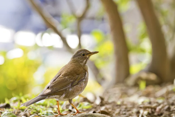 Bleke thrush, turdus pallidus — Stockfoto