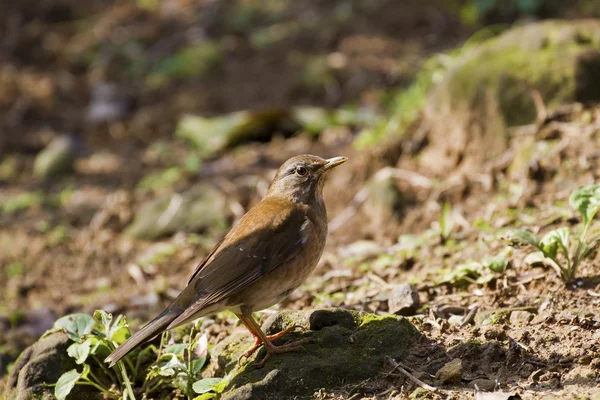 Pale Thrush, Turdus pallidus — стоковое фото