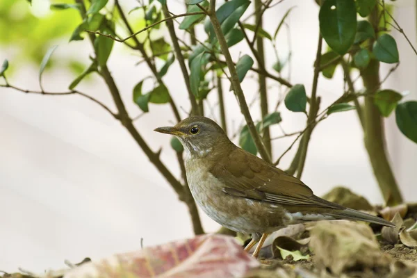 Pale Thrush, Turdus pallidus — стоковое фото