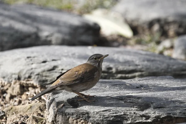 Bleke thrush, turdus pallidus — Stockfoto