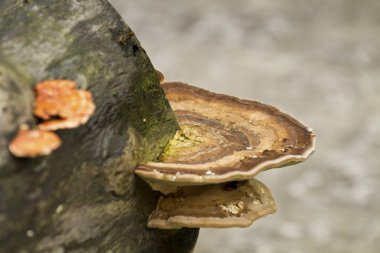 parlak ganoderma ganoderma Lucidium
