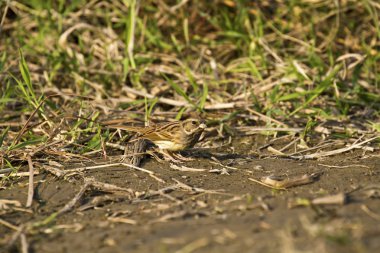 Kara yüzlü kiraz kuşu emberiza spodocephala