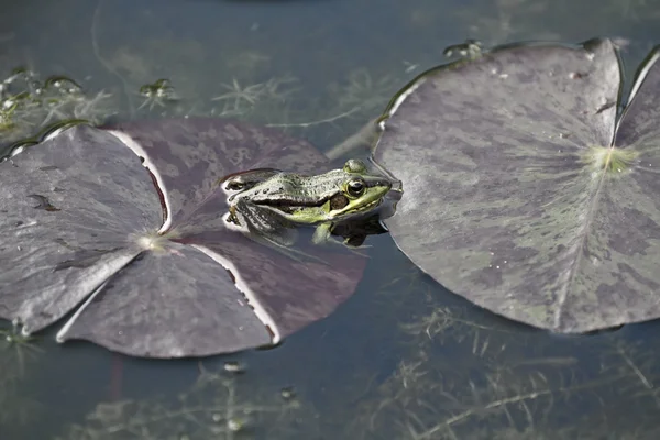 Yeşil gölet kurbağa — Stok fotoğraf
