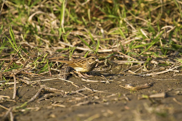 Black-faced Bunting,Emberiza spodocephala