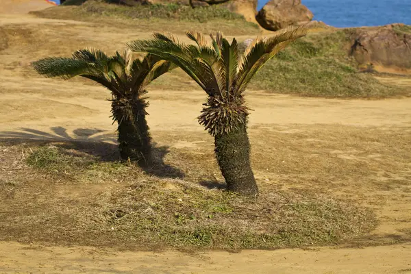 Parque verde — Fotografia de Stock