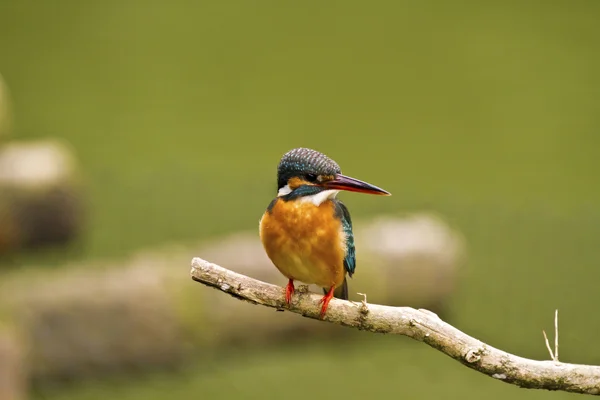 Ortak yalıçapkını, alcedo şuna — Stok fotoğraf