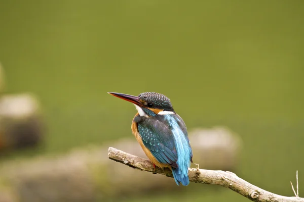 Ledňáček, alcedo atthis — Stock fotografie