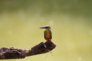 alcedo şu erkek ortak kingfisher