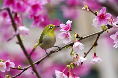 Japon white-eye pembe kiraz çiçekleri ile