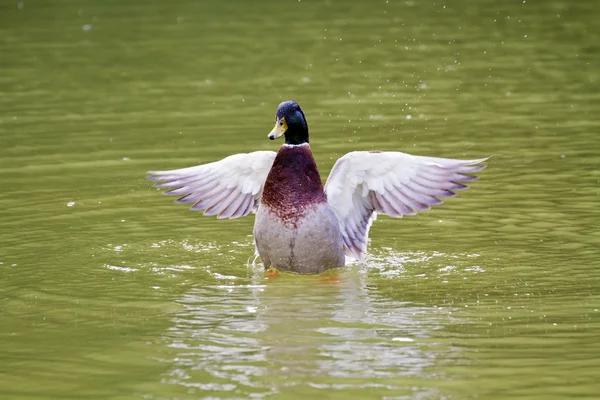 Mallard masculino, Anas platyrhynchos —  Fotos de Stock