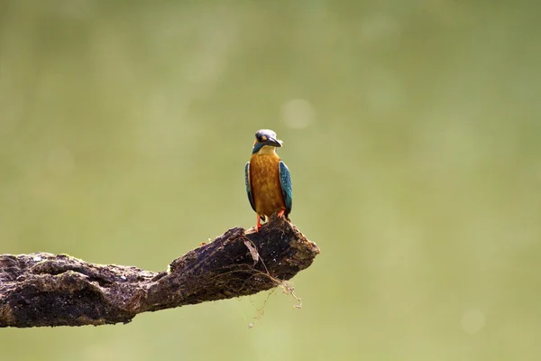 Macho comum kingfisher, Alcedo atthis — Fotografia de Stock