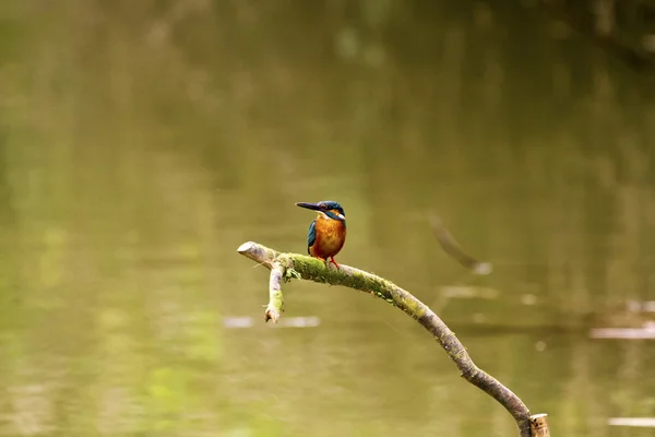 Alcedo şu erkek ortak kingfisher — Stok fotoğraf