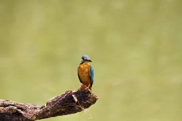 Alcedo şu erkek ortak kingfisher — Stok fotoğraf