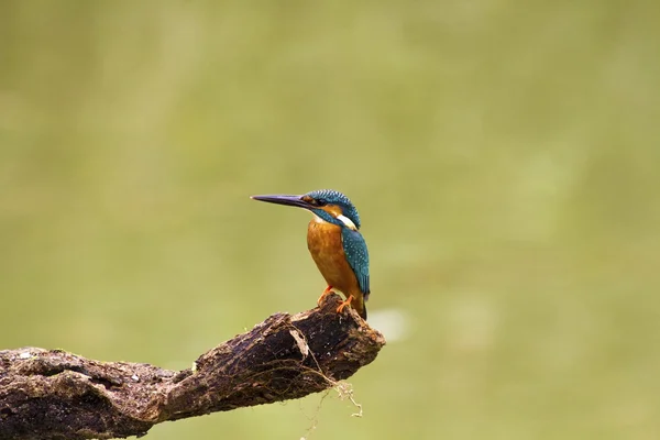 Macho comum kingfisher, Alcedo atthis — Fotografia de Stock