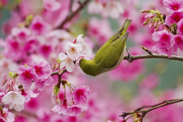 Japansk glasögonfågel med rosa körsbär blommar — Stockfoto