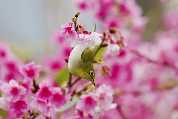 Japansk glasögonfågel med rosa körsbär blommar — Stockfoto