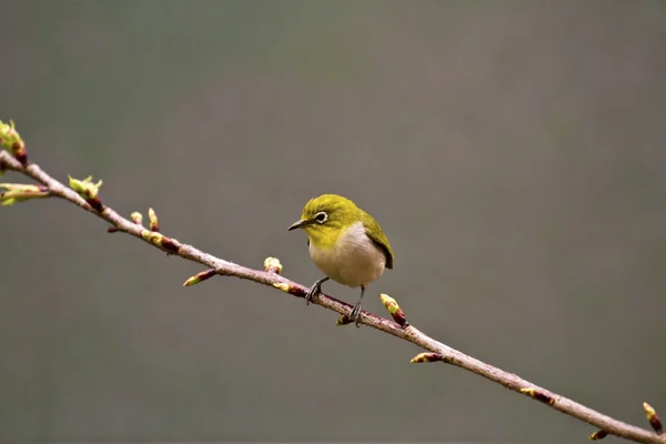 Japanse brilvogels met roze kersenbloesem — Stockfoto