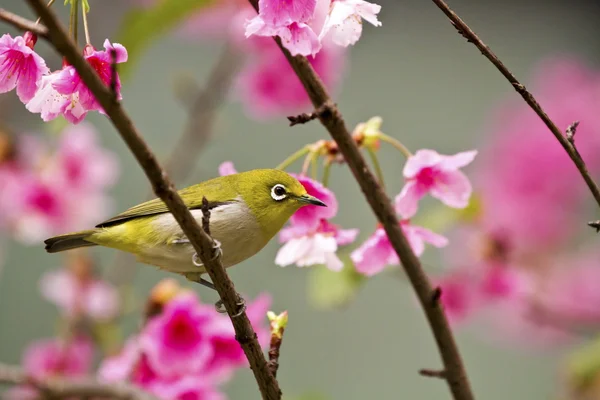 Ιαπωνική white-eye με ροζ άνθη κερασιάς — Φωτογραφία Αρχείου