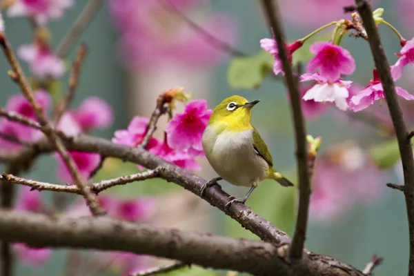 Ιαπωνική white-eye με ροζ άνθη κερασιάς — Φωτογραφία Αρχείου